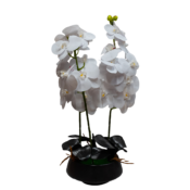 Floare decorativă în ghiveci, orhidee albă