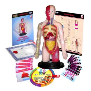 Kit educational mulaj Corpul uman si sistemul digestiv Kit educational mulaj Corpul uman si sistemul digestiv