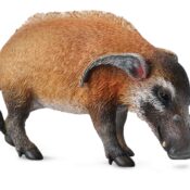 Porc Rosu Collecta