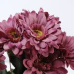 FLORI ARTIFICIALE A08588