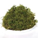 LICHENI NATURALI A12588