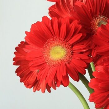 FLORI ARTIFICIALE A80009