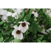 FLORI ARTIFICIALE A80346